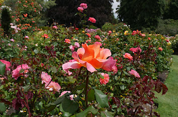 Rose im Rosengarten