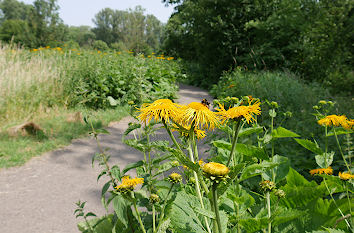 Natur auf der Insel Hombroich