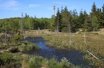 Verblühtes Wollgras im Georgenfelder Hochmoor