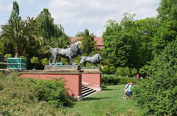 Löwen im Fürst-Pückler-Park Bad Muskau